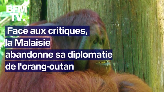 La Malaisie abandonne sa diplomatie de l'orang-outan , et va finalement laisser les grands singes en liberté