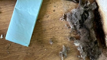 Horror photos show house of dead rats as couple flee property invaded by vermin