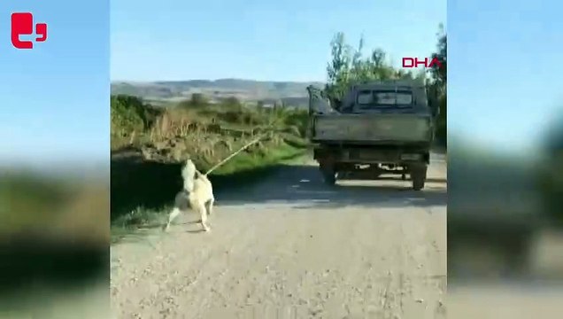 Amasya'da köpeğe işkence: Kamyonetin arkasına bağlayıp, sürükledi