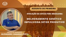 Evolução da avicultura brasileira: Melhoramento genético impulsiona setor produtivo