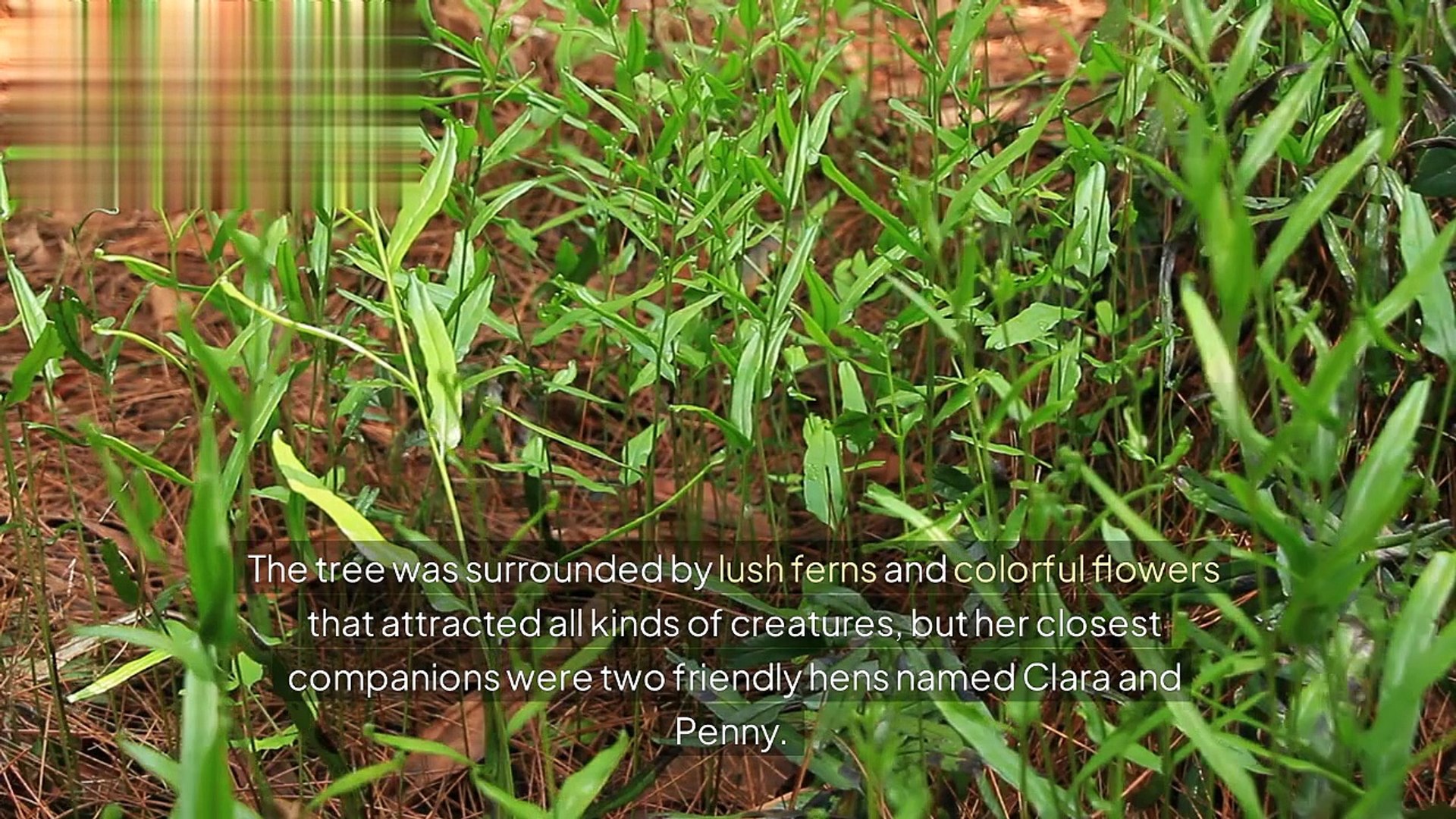 ⁣cat lover _lovely cat cat video