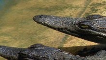 Cocodrilo * Siamés en Peligro: La Triste Realidad de una Especie Única