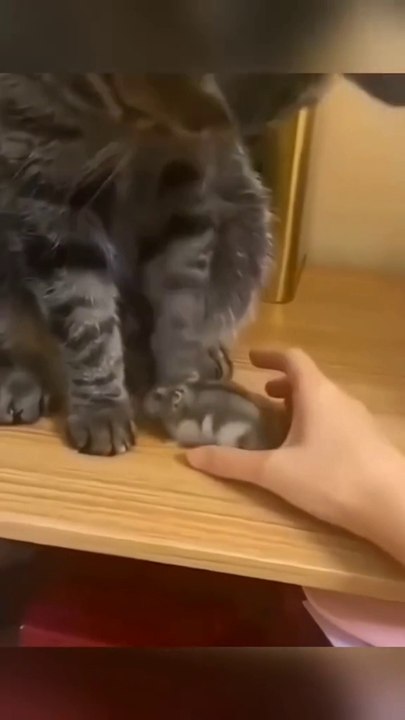 For FUN gags...من أجل الكمامات الممتعة