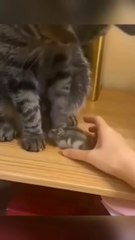 For FUN gags...من أجل الكمامات الممتعة