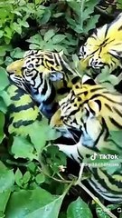 Fruit and animals by Ai