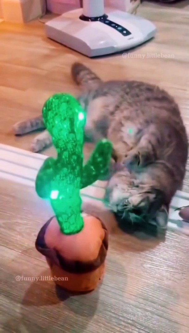 funny pets