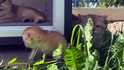 Mom cat kicked dad out of the house Funny Animal Video