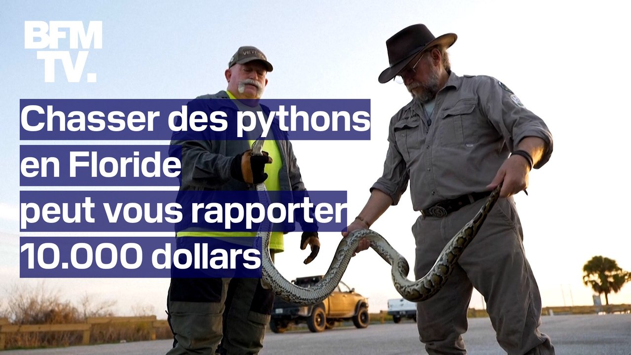 États-Unis: chasser des pythons en Floride peut vous rapporter 10.000 dollars