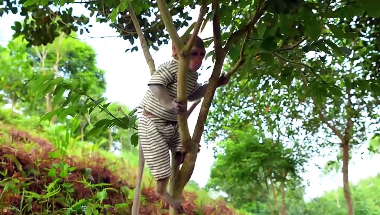 Monkey Baby Bon Bon eat jelly fruit ice cream Funny Animals Video