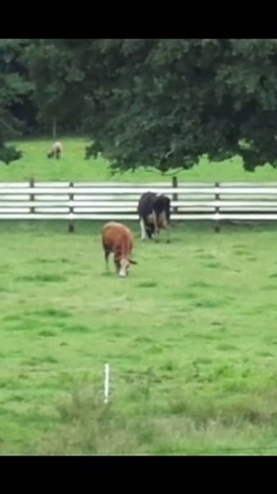 vaca