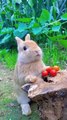 Beautiful Rabbit Eating foods