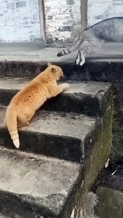 Funny fight for cat