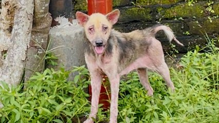 Hairless, Skinny Dog Who Took Weeks To Rescue Is So Fluffy Now