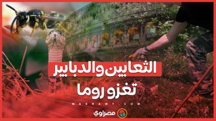 روما تواجه غزوًا من الثعابين والدبابير .. هل تحولت المدينة الأبدية إلى غابة؟
