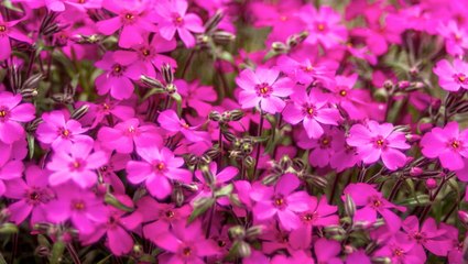 Hardy Perennials That Promise Unstoppable Color Every Year