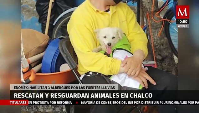 Rescatan y resguardan a 'michis' y 'lomitos' por inundaciones en Chalco