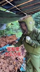 Giant Hornet Nest