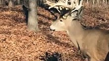 Unbelievably Close to a HUGE Whitetail Buck