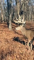 Unbelievably Close to a HUGE Whitetail Buck