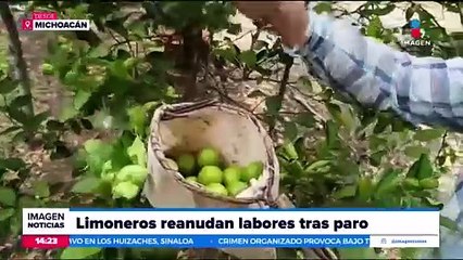 Limoneros reanudan labores tras una semana de paro