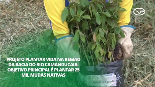 Projeto Plantar Vida: objetivo principal é plantar 25 mil mudas nativas