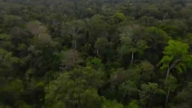 Animal of Amazon 4k - Animals That call The jungle Home | Amazon Rainforest | Scenic Relaxation Film