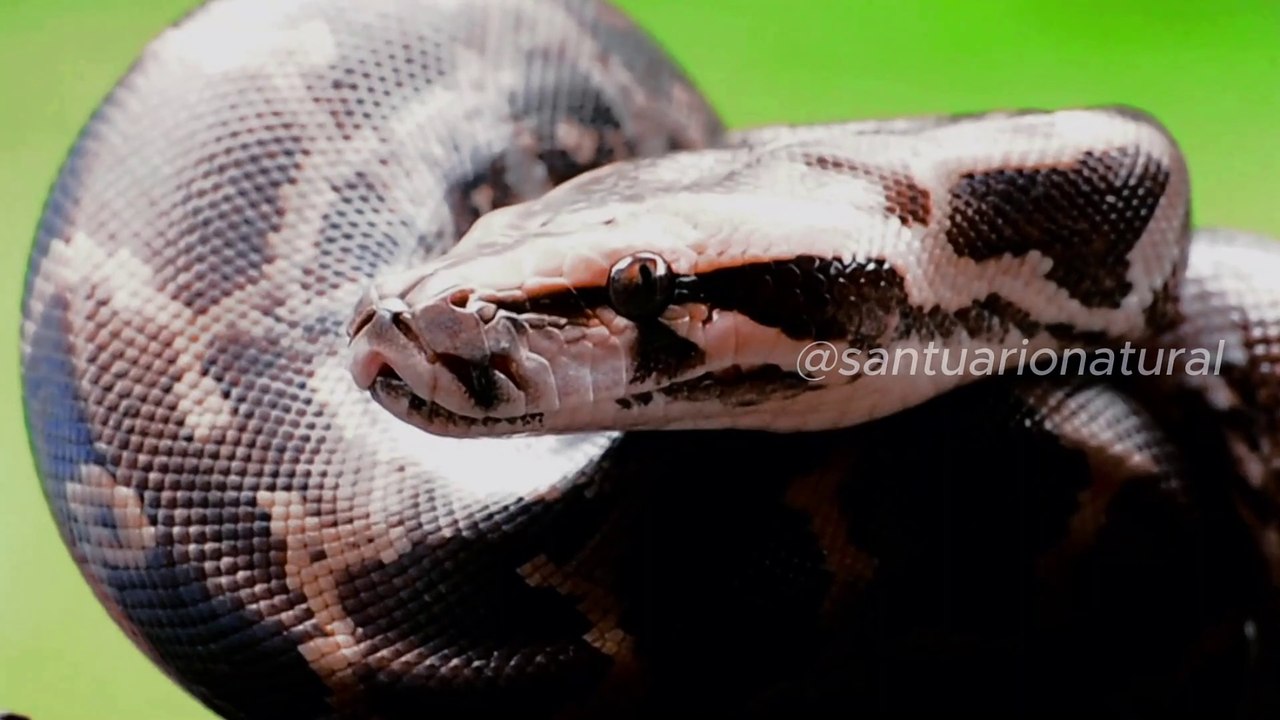 Caçadores Mortais Os Segredos do Deserto Australiano   Episódio 1