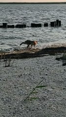 Canadian Geese at the bay Waterway