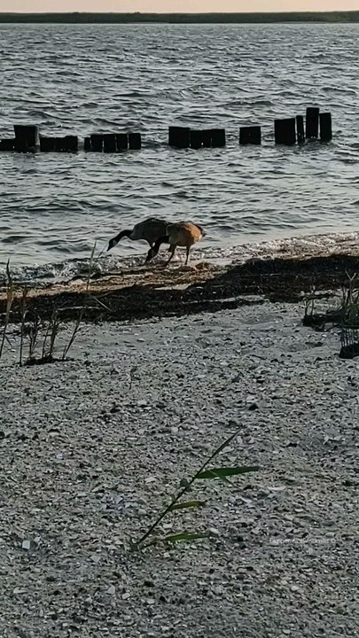 Canadian Geese at the bay Waterway