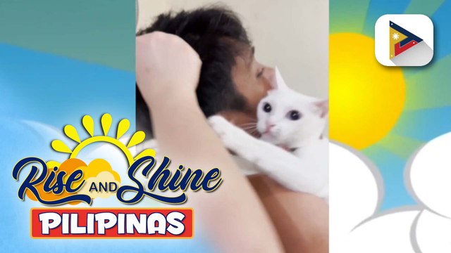 Sunshine Stories | Isang cute na pusa, kinagiliwan ng netizens dahil sa kaniyang pagiging overprotective