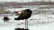 The Lapwing: Close Up HD Footage (Vanellus vanellus)