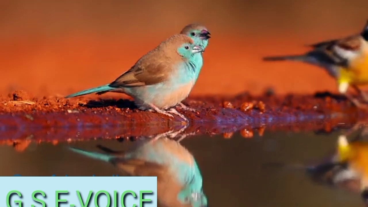 Birds beautifull