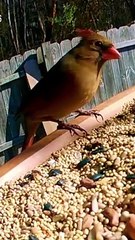 Cardinal_Bird_feeding_in_backyard_#birds_#birdsong_#forestbirdsong_#nature_#birdsounds_#birdsongs(360p)