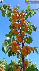 Fruit tree, fruit is much bitter our health