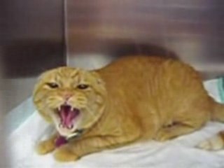 Mad cat named Burger and Fries