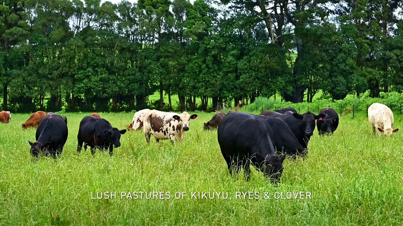 Plateau Farms, Dorrigo Plateau, NSW | August 20, 2024 | Farmonline
