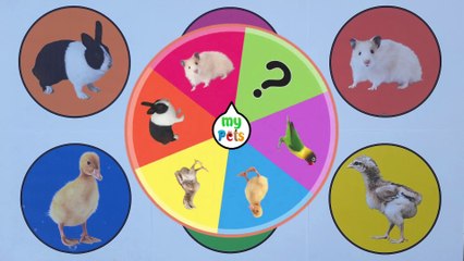 Pets : Rabbit, Bird, Hamster, Duckling, Chick