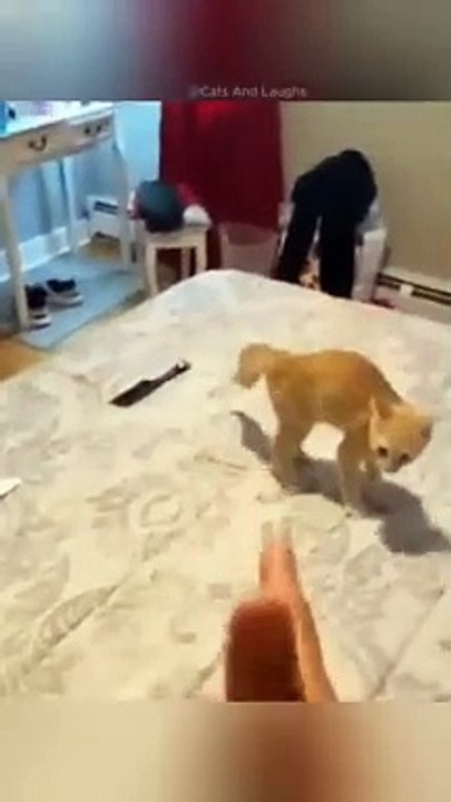 funny cats episode 131