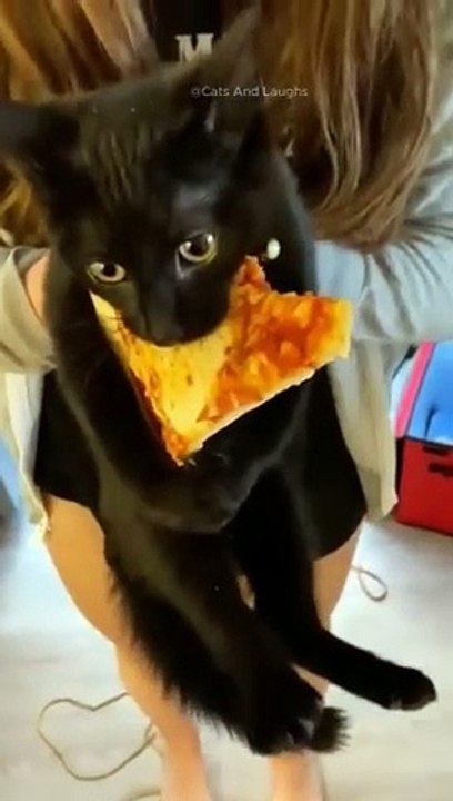 funny cats episode 133