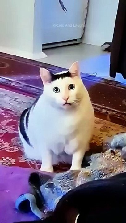 funny cats episode 134