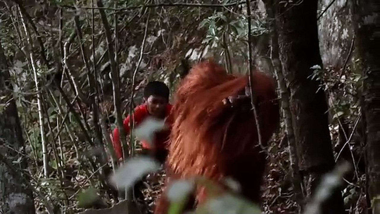 Journey into the jungle turns into a fight for survival - Hollywood Adventure Action English Film