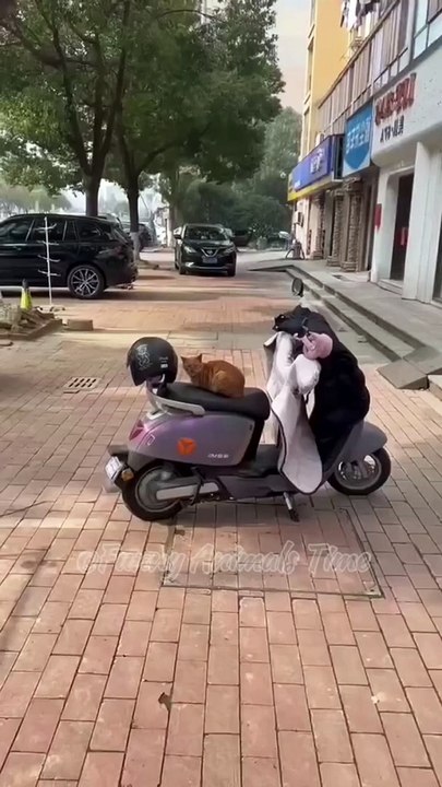 funny animals time