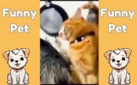 Cute Pets Doing Funny Things: A Compilation
