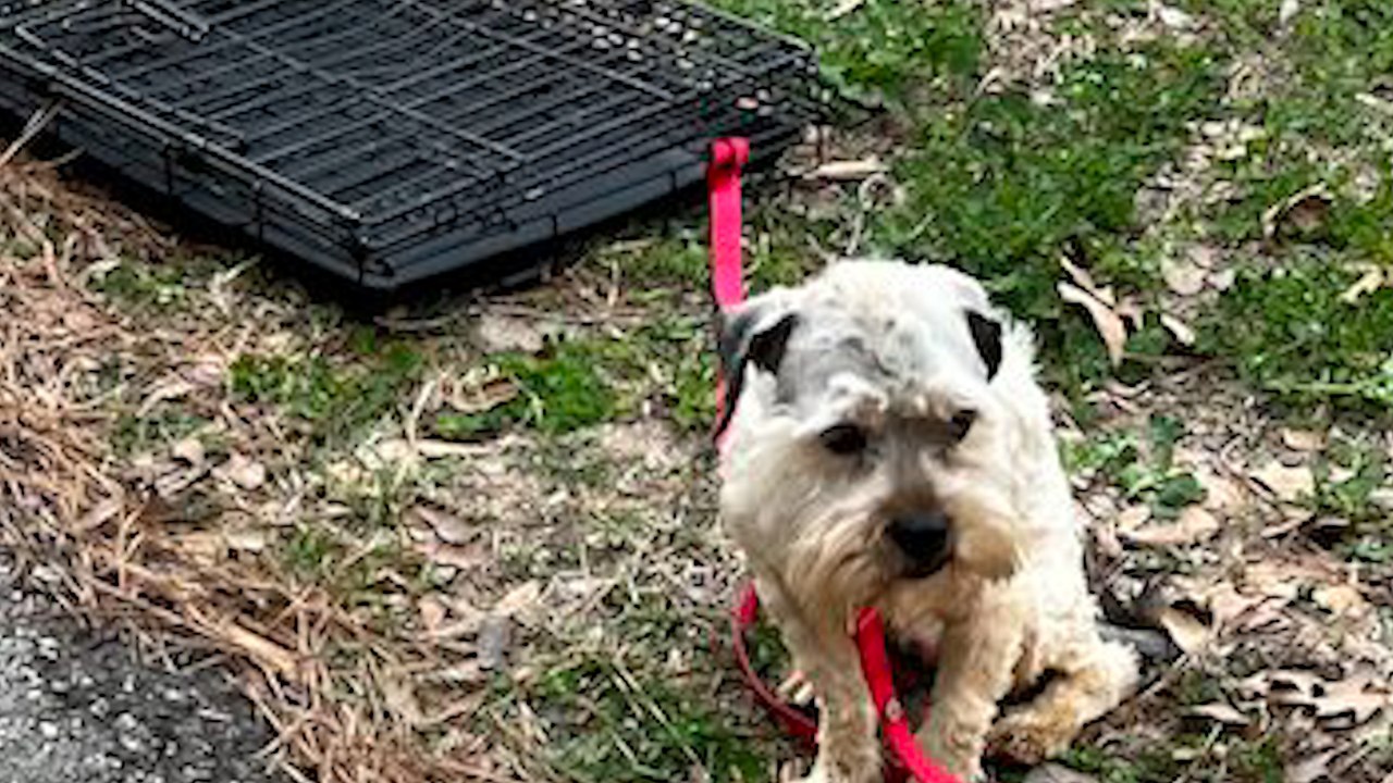 Un chien aboie sur tous les passants dans le parc : sa ruse provoque un changement inattendu