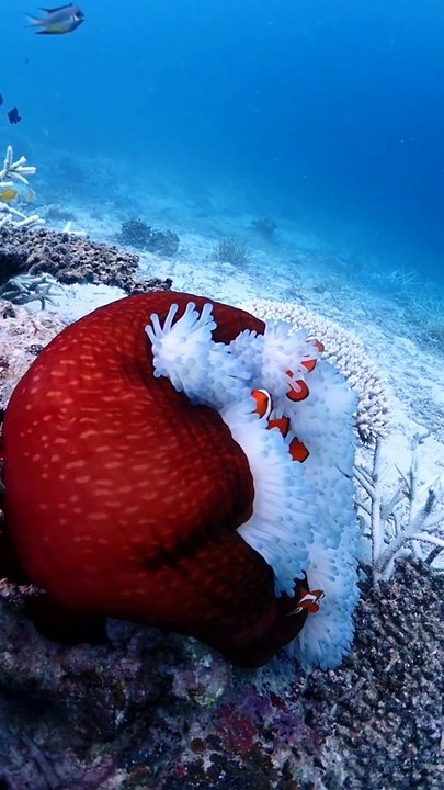 Aquatic Life | Beauty Of Coral Reef  | Sea Life Explorer