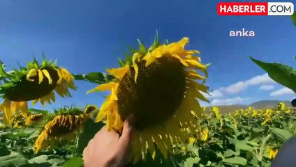 Ardahan'da Ayçiçeği Yetiştirme Projesi İle Olumlu Sonuçlar Alındı