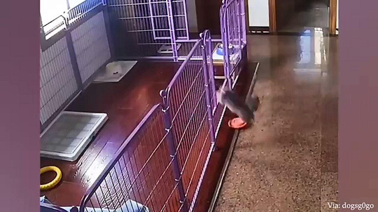 I would die laughing for these dogs