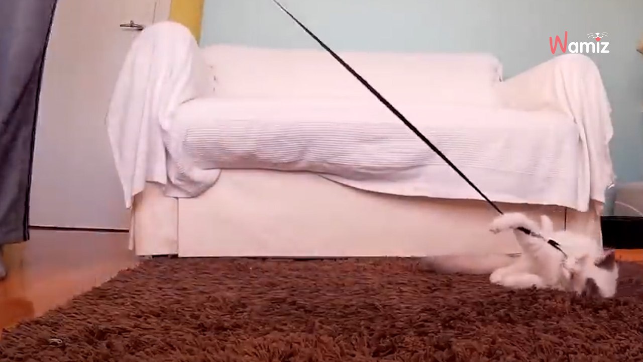 Elle tente d'apprendre à son chat à marcher en laisse, le résultat est trop mignon (Vidéo)