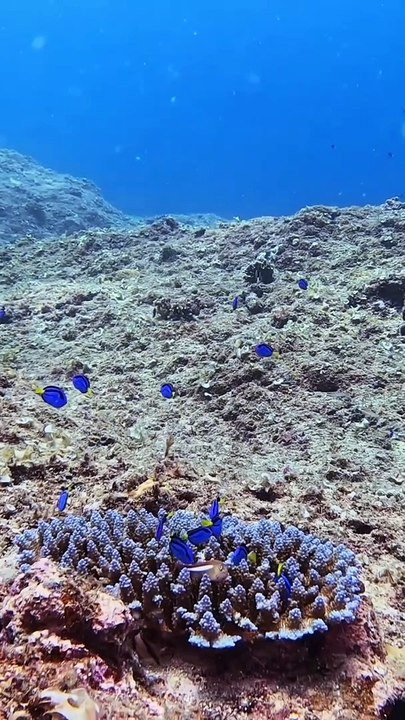 Marine Life | Amazing | Ocean  | Sea Life Explorer