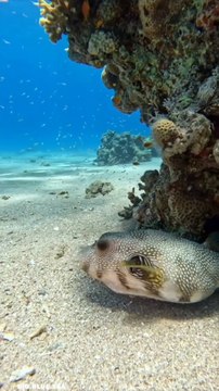 Aquatic Life | Marine Animals | Sea ⛵| Sea Life Explorer